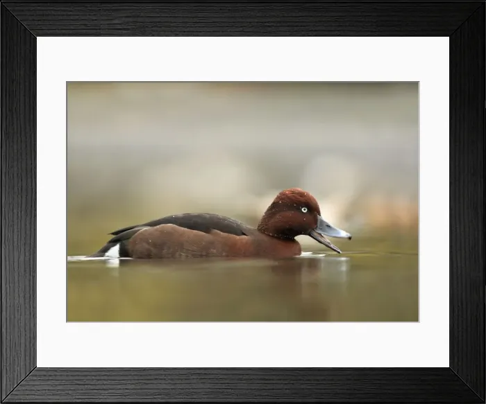 Framed Print : Ferruginous Duck - winter - UK Framed Print : Ferruginous Duck - winter - UK