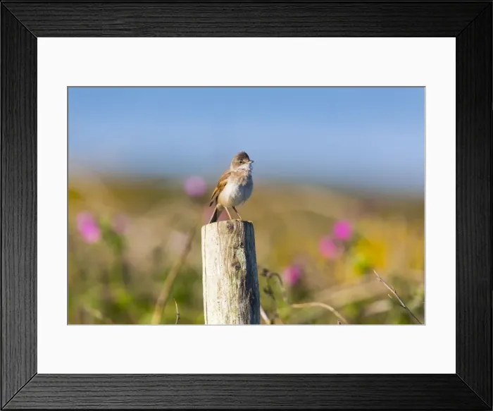 Framed Print : Whitethroat - male - UK Framed Print : Whitethroat - male - UK