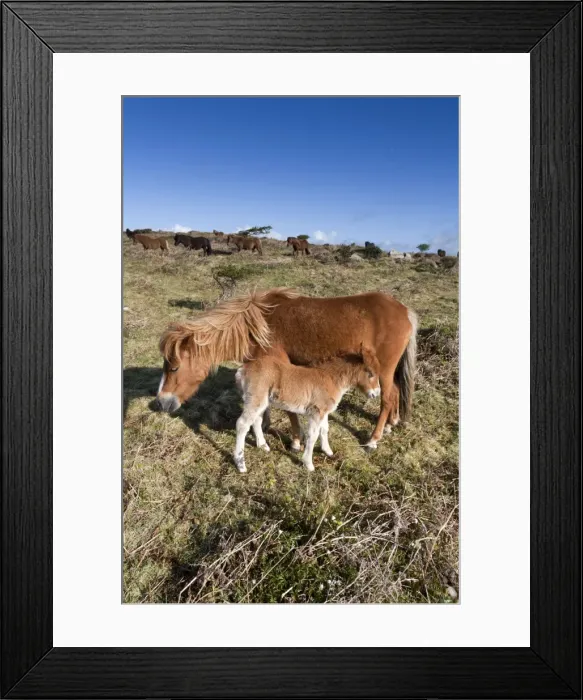 Framed Print : Shetland Ponies - Godolphin, Cornwall, UK Framed Print : Shetland Ponies - Godolphin, Cornwall, UK