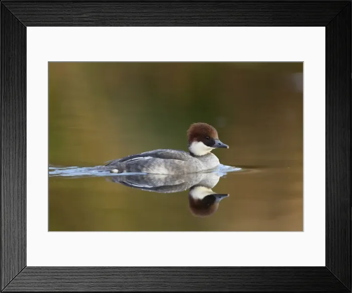 Framed Print : Smew - female - winter - UK Framed Print : Smew - female - winter - UK