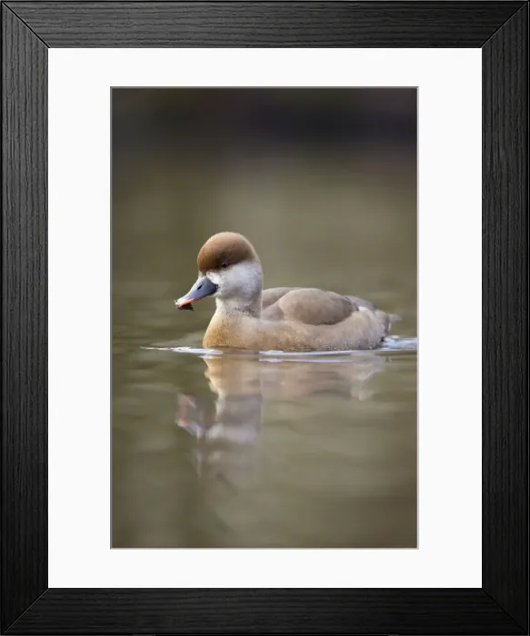 Framed Print : Red Crested Pochard - female in winter - UK Framed Print : Red Crested Pochard - female in winter - UK