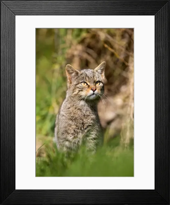 Framed Print : Wild Cat - UK