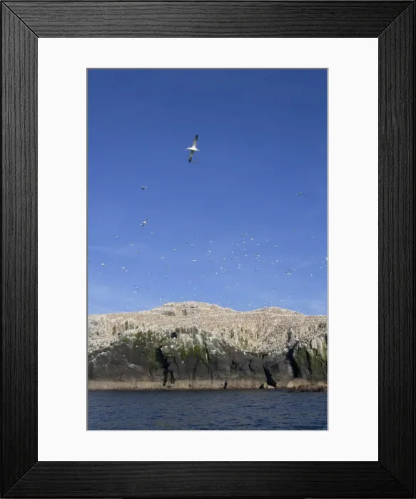 Framed Print : Gannets - in flight and on rocks - Grassholm, Wales, UK Framed Print : Gannets - in flight and on rocks - Grassholm, Wales, UK
