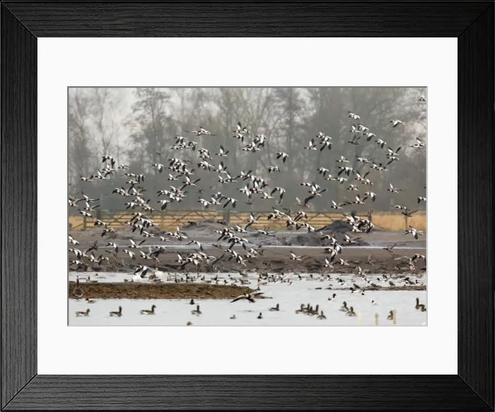 Framed Print : Shelduck - flock in flight in winter - Martin Mere, Lancashire, UK Framed Print : Shelduck - flock in flight in winter - Martin Mere, Lancashire, UK