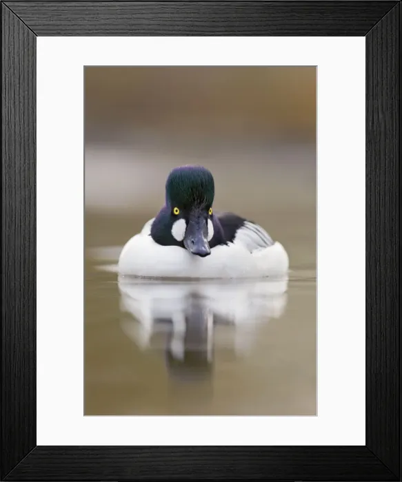 Framed Print : Goldeneye - drake in winter - UK Framed Print : Goldeneye - drake in winter - UK