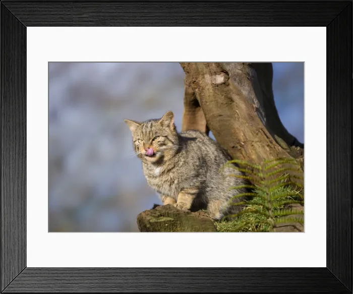 Framed Print : Wild Cat - licking lips - UK Framed Print : Wild Cat - licking lips - UK