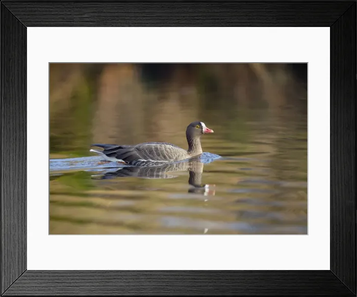 Framed Print : Lesser White Fronted Goose - in winter - UK Framed Print : Lesser White Fronted Goose - in winter - UK