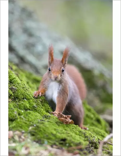 Red Squirrel - UK