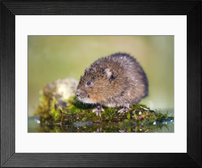 Framed Print : Water Vole - UK Framed Print : Water Vole - UK