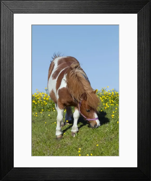 Framed Print : Pony - feeding by Buttercups - Netherlands Framed Print : Pony - feeding by Buttercups - Netherlands