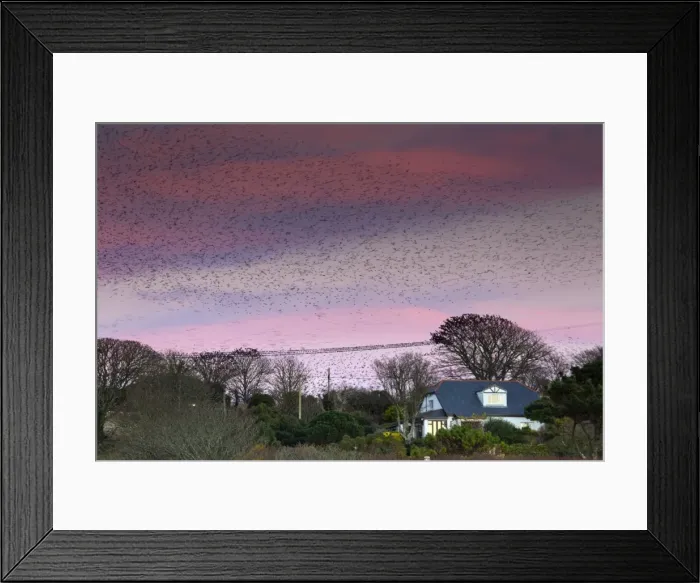 Framed Print : Starlings - preparing to roost - Marazion, Cornwall, UK Framed Print : Starlings - preparing to roost - Marazion, Cornwall, UK
