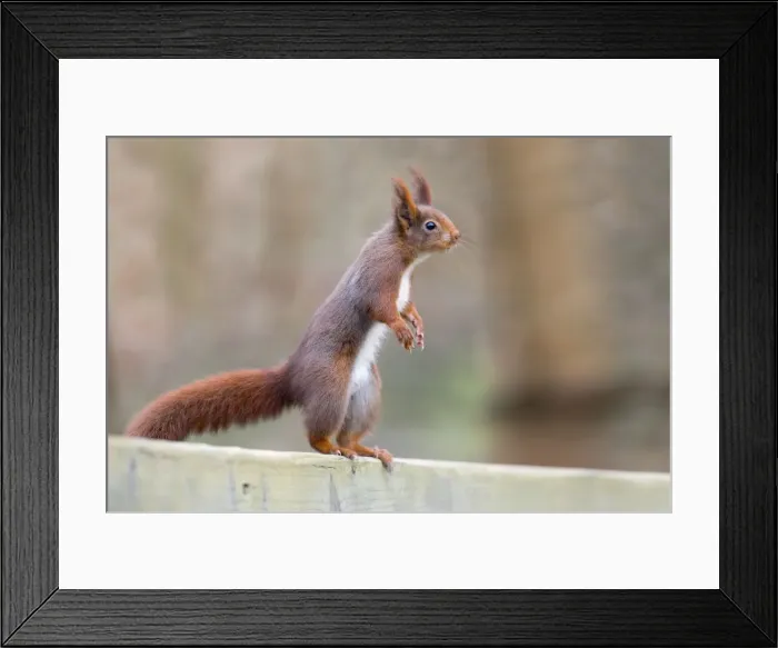 Framed Print : Red Squirrel - standing on hind legs with ears erect - UK