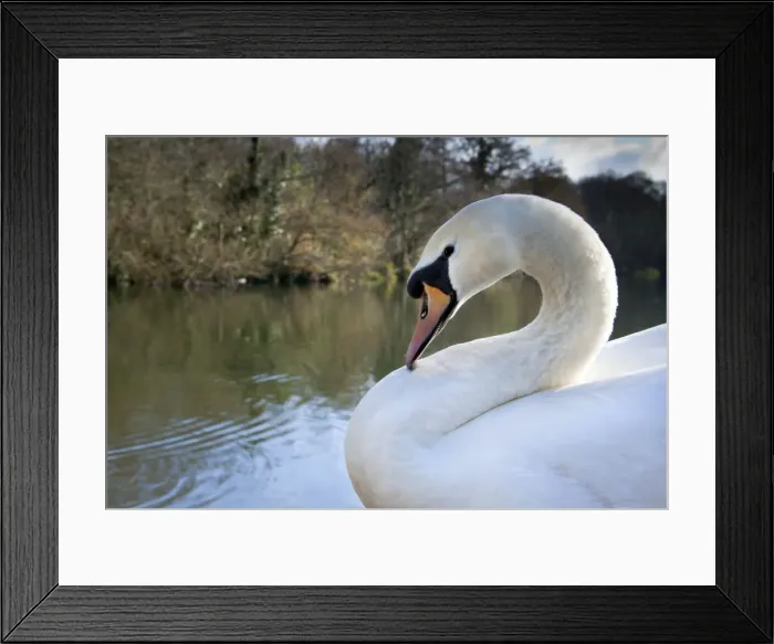 Framed Print : Mute Swan - Tehidy - Cornwall - UK Framed Print : Mute Swan - Tehidy - Cornwall - UK