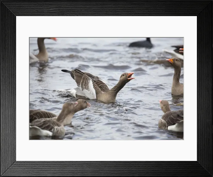 Framed Print : Greylag Geese - squabbling in winter - UK Framed Print : Greylag Geese - squabbling in winter - UK