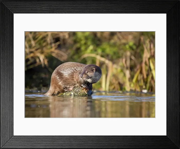 Framed Print : Otter - on log in middle of water - UK