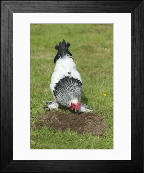 Framed Print : Sussex Domestic Chicken Breed Essex, UK BI021212 Framed Print : Sussex Domestic Chicken Breed Essex, UK BI021212