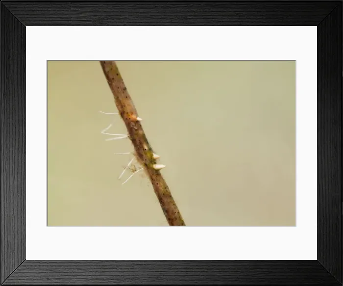 Framed Print : Water Stick Insect Eggs - UK Framed Print : Water Stick Insect Eggs - UK