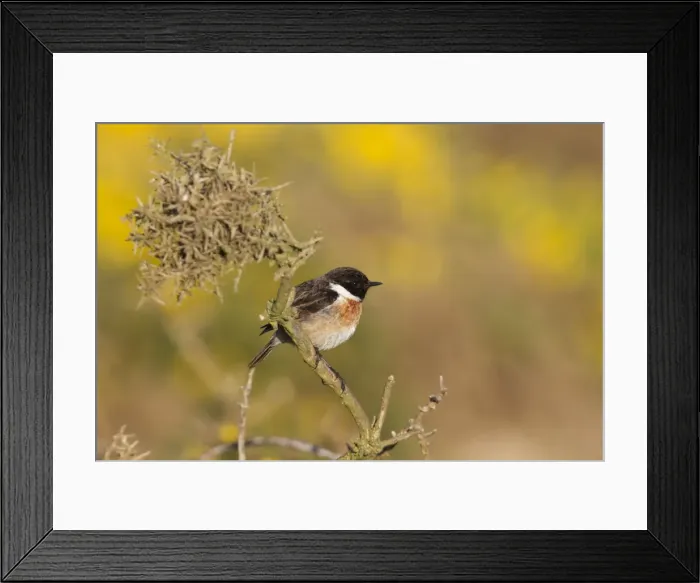Framed Print : Stonechat - male - UK Framed Print : Stonechat - male - UK