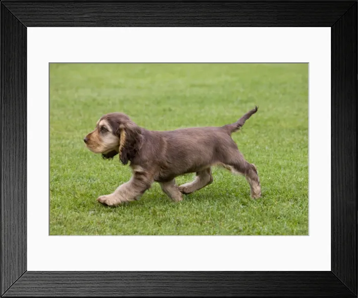 Framed Print : Dog - English Cocker Spaniel - puppy in garden Framed Print : Dog - English Cocker Spaniel - puppy in garden