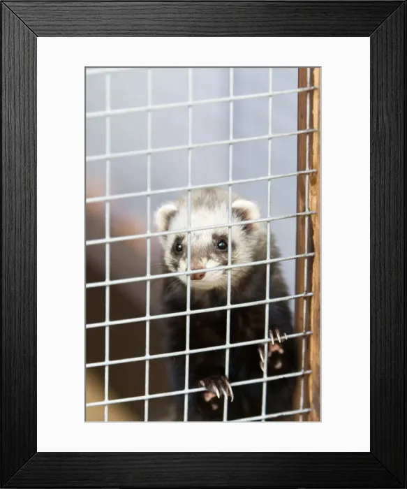 Framed Print : Domestic Ferret - in cage - Lower Saxony - Germany Framed Print : Domestic Ferret - in cage - Lower Saxony - Germany
