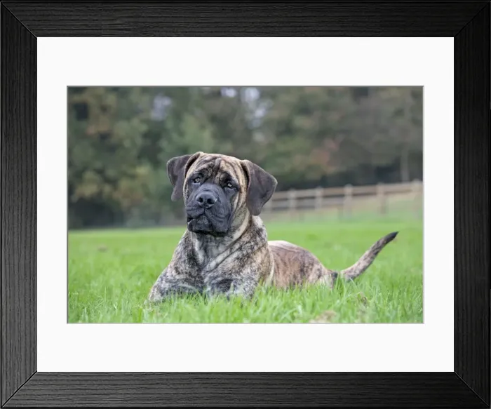 Framed Print : Dog - Boerboel dog - adult Framed Print : Dog - Boerboel dog - adult