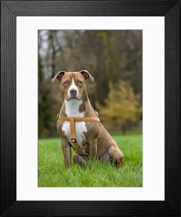 Framed Print : Dog - American Staffordshire Terrier - wearing harness Framed Print : Dog - American Staffordshire Terrier - wearing harness