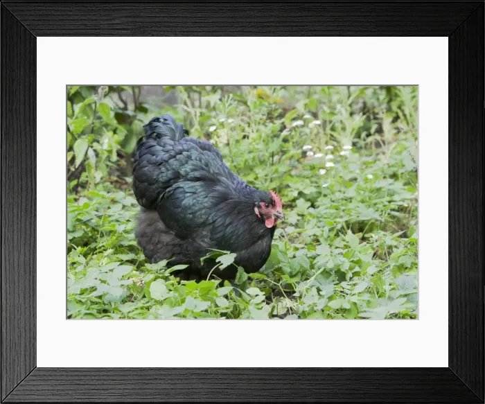 Framed Print : Orpington Black Domestic chicken breed Essex, UK BI021191 Framed Print : Orpington Black Domestic chicken breed Essex, UK BI021191