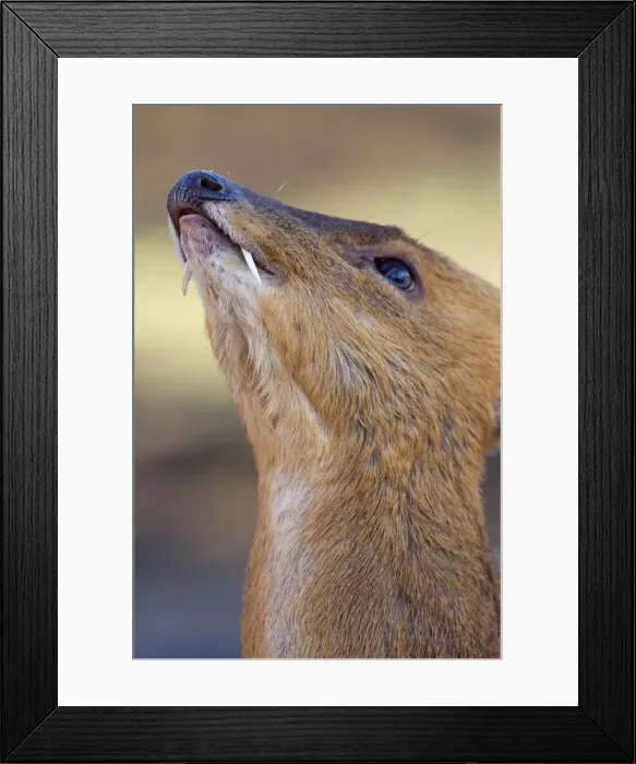 Framed Print : Muntjac Deer - male - UK