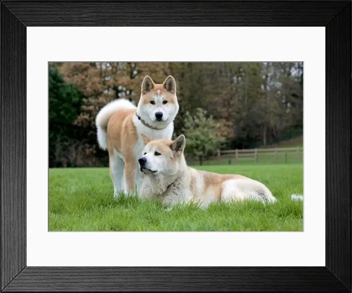 Framed Print : Dog - Akita Inu - old and young dog Framed Print : Dog - Akita Inu - old and young dog