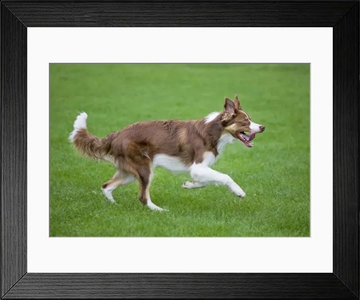 Framed Print : Dog - Border Collie - with red merle - playing with frisbee Framed Print : Dog - Border Collie - with red merle - playing with frisbee