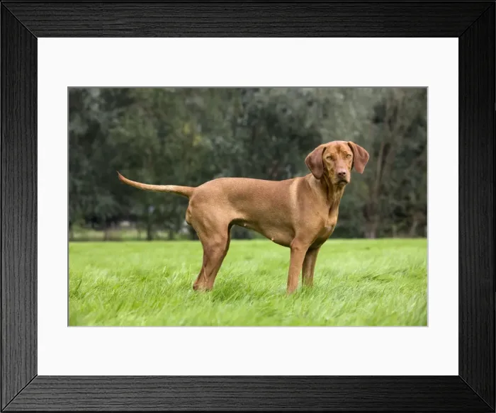 Framed Print : Dog - Vizsla Hunting Dog Framed Print : Dog - Vizsla Hunting Dog