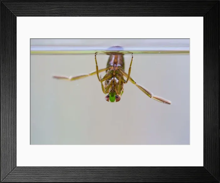Framed Print : Water Boatman - UK Framed Print : Water Boatman - UK