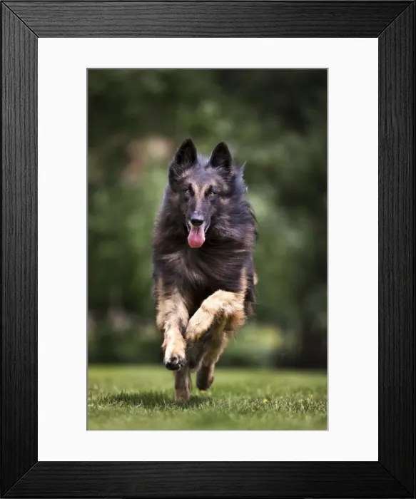 Framed Print : Dog - Belgian Shepherd / Tervuren Dog running Framed Print : Dog - Belgian Shepherd / Tervuren Dog running