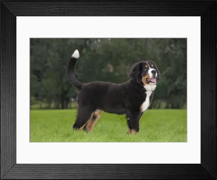 Framed Print : Dog - Bernese Mountain Dog - puppy Framed Print : Dog - Bernese Mountain Dog - puppy
