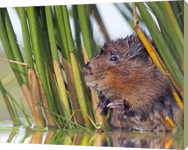 Water Vole - in reeds by water - UK