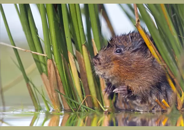Water Vole - in reeds by water - UK