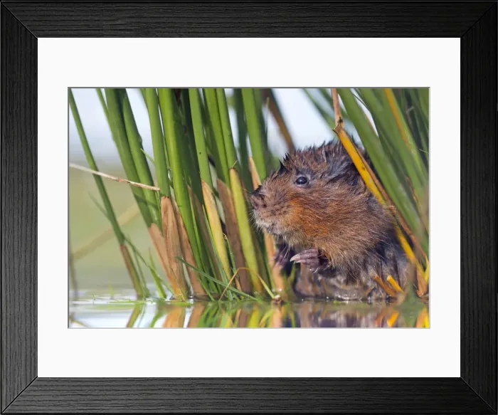 Framed Print : Water Vole - in reeds by water - UK Framed Print : Water Vole - in reeds by water - UK