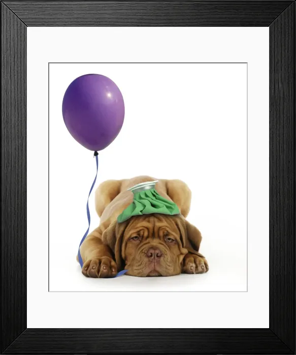 Framed Print : DOG - Dogue de bordeaux puppy laying down with ice pack on his head and with a balloon. Digital Submission: Balloon (FRR) - Ice pack (JD) Framed Print : DOG - Dogue de bordeaux puppy laying down with ice pack on his head and with a balloon. Digital Submission: Balloon (FRR) - Ice pack (JD)