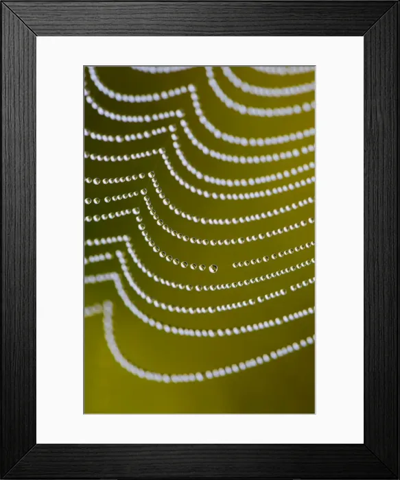 Framed Print : Spider's Web - with dewdrops - UK Framed Print : Spider's Web - with dewdrops - UK
