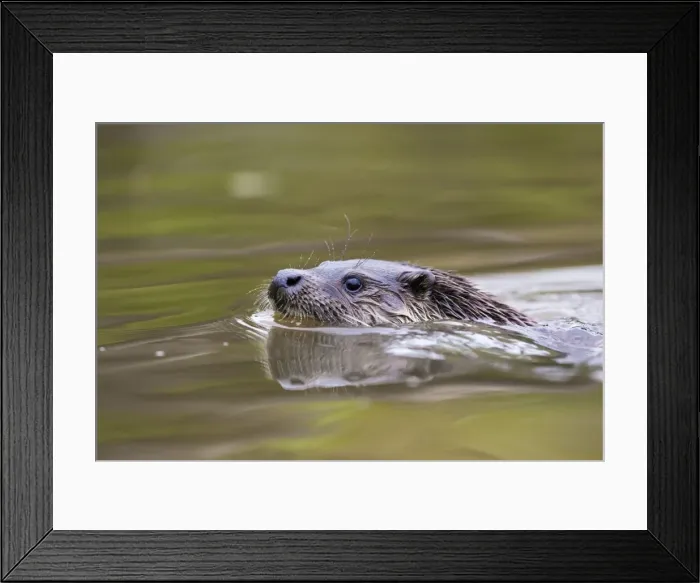 Framed Print : Otter - swimming - UK Framed Print : Otter - swimming - UK