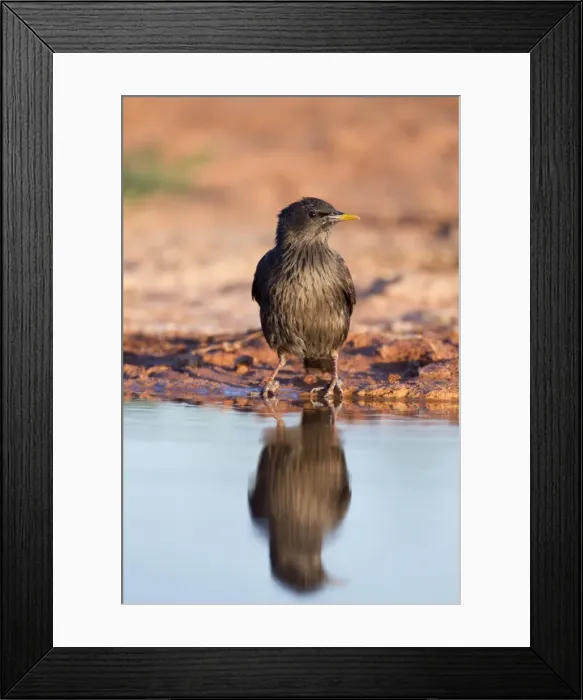 Framed Print : Spotless Starling - by pool - Spain Framed Print : Spotless Starling - by pool - Spain