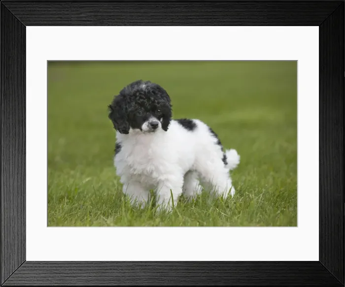Framed Print : Dog - Harlequin Poodle - puppy Framed Print : Dog - Harlequin Poodle - puppy