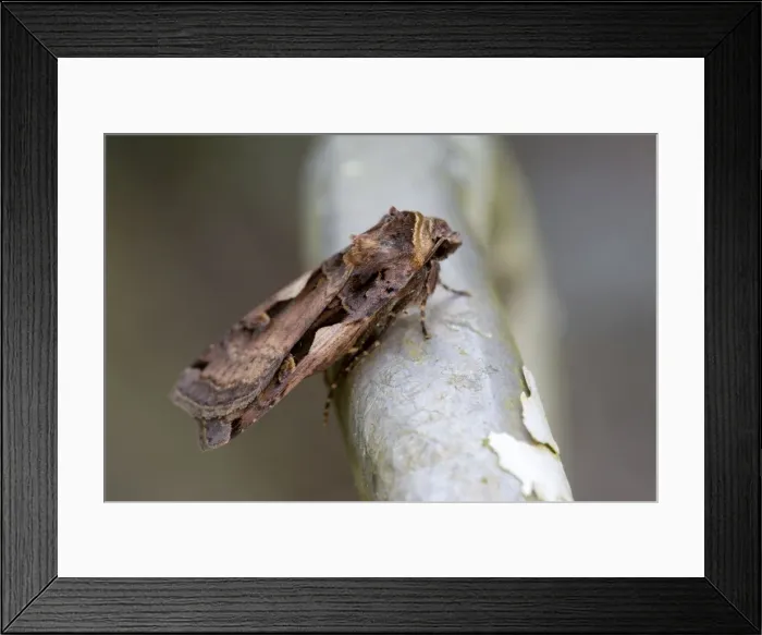 Framed Print : Setaceous Hebrew Character Moth - Cornwall - UK Framed Print : Setaceous Hebrew Character Moth - Cornwall - UK