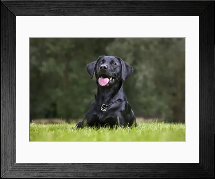 Framed Print : Dog - Black Labrador - in garden Framed Print : Dog - Black Labrador - in garden