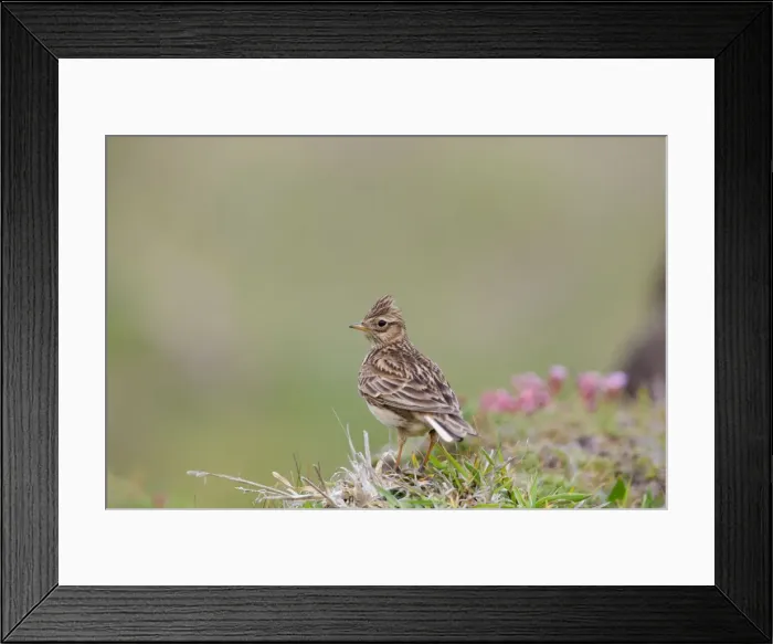 Framed Print : Skylark - UK Framed Print : Skylark - UK