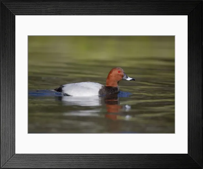 Framed Print : Pochard - drake - UK Framed Print : Pochard - drake - UK