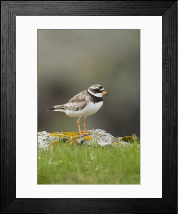 Framed Print : Ringed plover - standing on Lichen covered rocks on cliffs edge - Shetland Islands - Scotland - UK Framed Print : Ringed plover - standing on Lichen covered rocks on cliffs edge - Shetland Islands - Scotland - UK