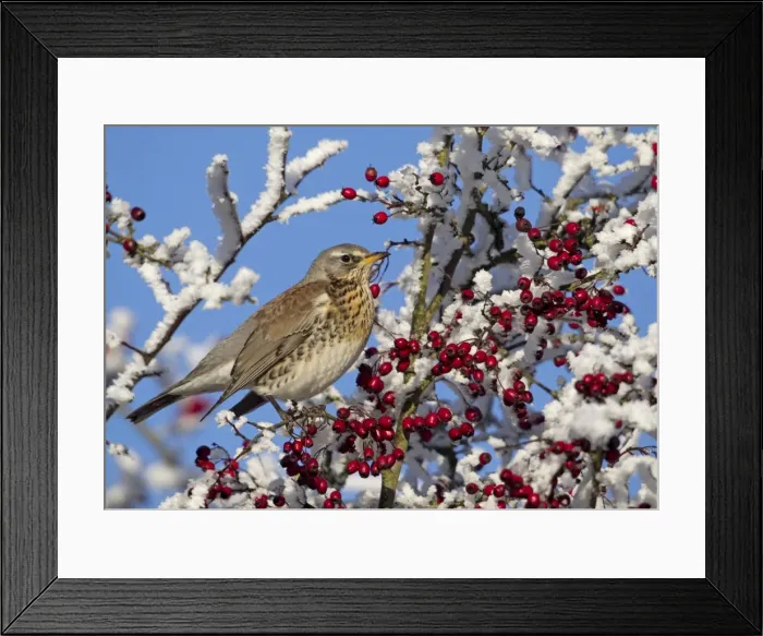 Framed Print : Feildfare - in a berry tree after a hoar frost - December - Cannock Chase - Staffordshire - England