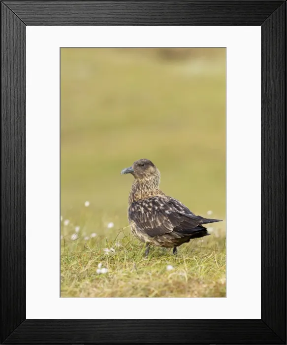 Framed Print : Great Skua - standing in habitat - Herma Ness - Shetland Islands - Scotland - UK Framed Print : Great Skua - standing in habitat - Herma Ness - Shetland Islands - Scotland - UK