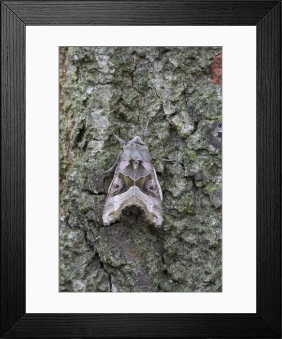 Framed Print : Angle Shades Moth - resting on bark of a tree - July - Cannock Chase - Staffordshire - England Framed Print : Angle Shades Moth - resting on bark of a tree - July - Cannock Chase - Staffordshire - England